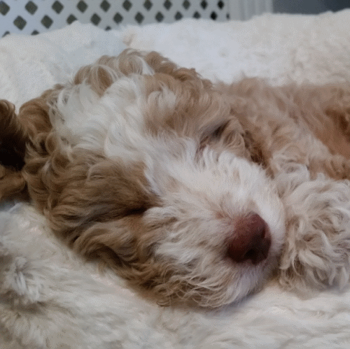 Bringing your hot sale puppy home